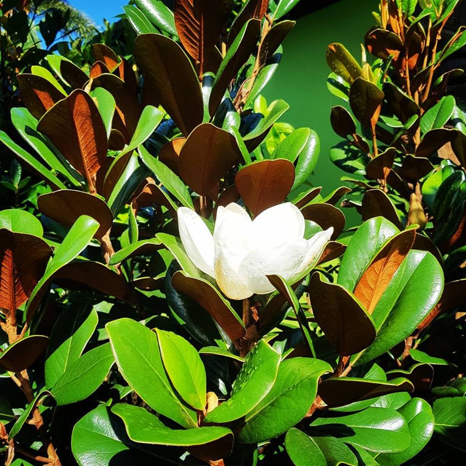 magnoliaTB-003