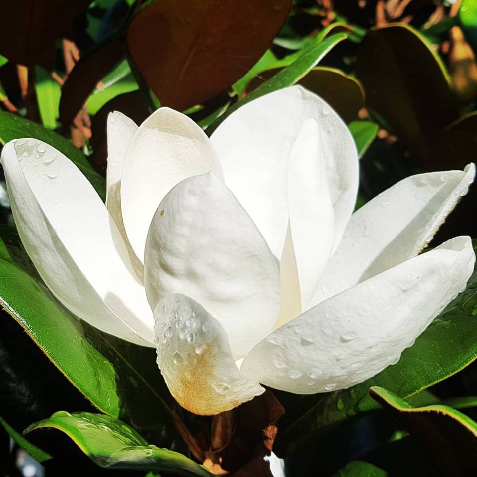 magnoliaTB-004