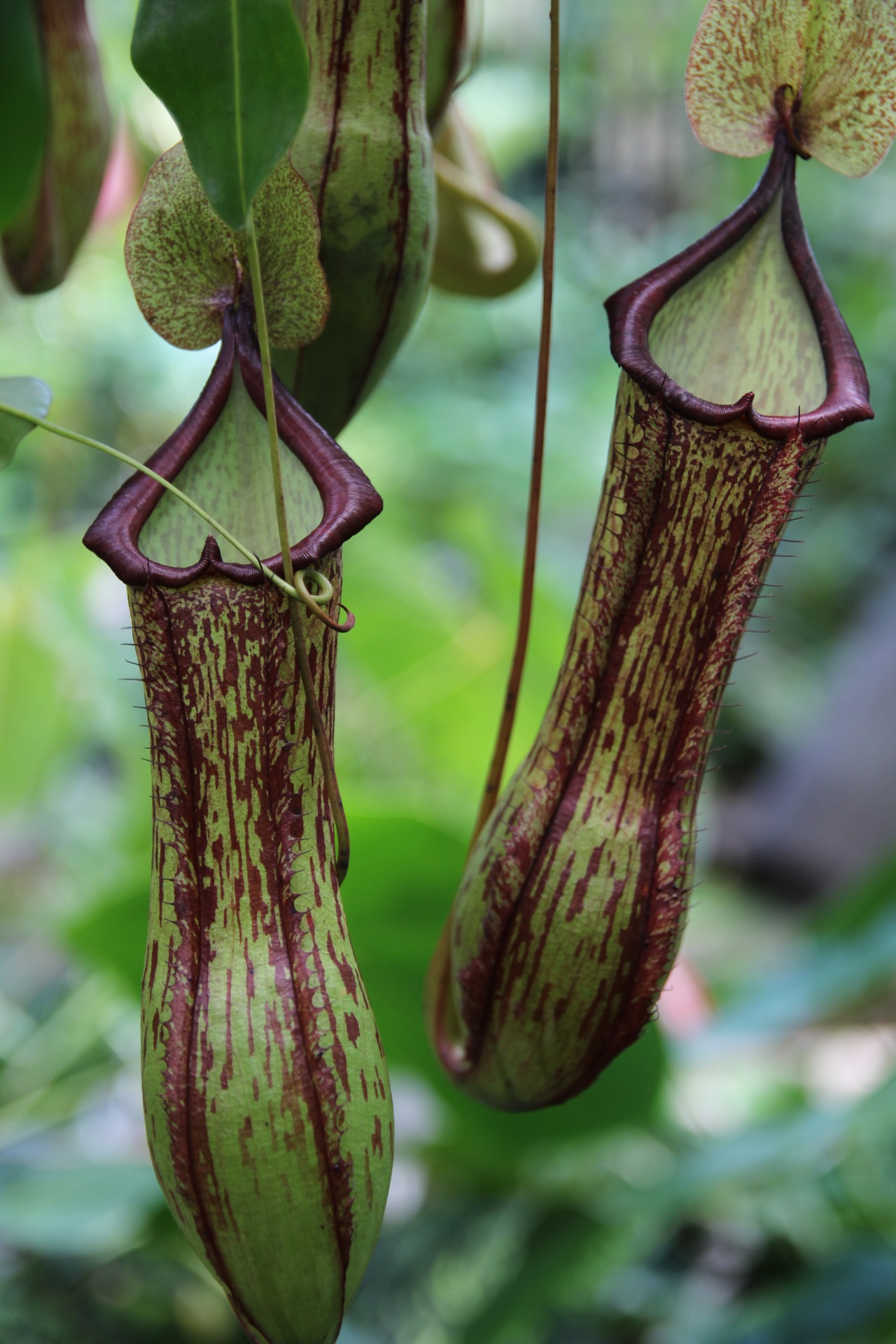 Nepenthes Tropical Pitcher Plant   Plant Profile   Oxley Nursery ...
