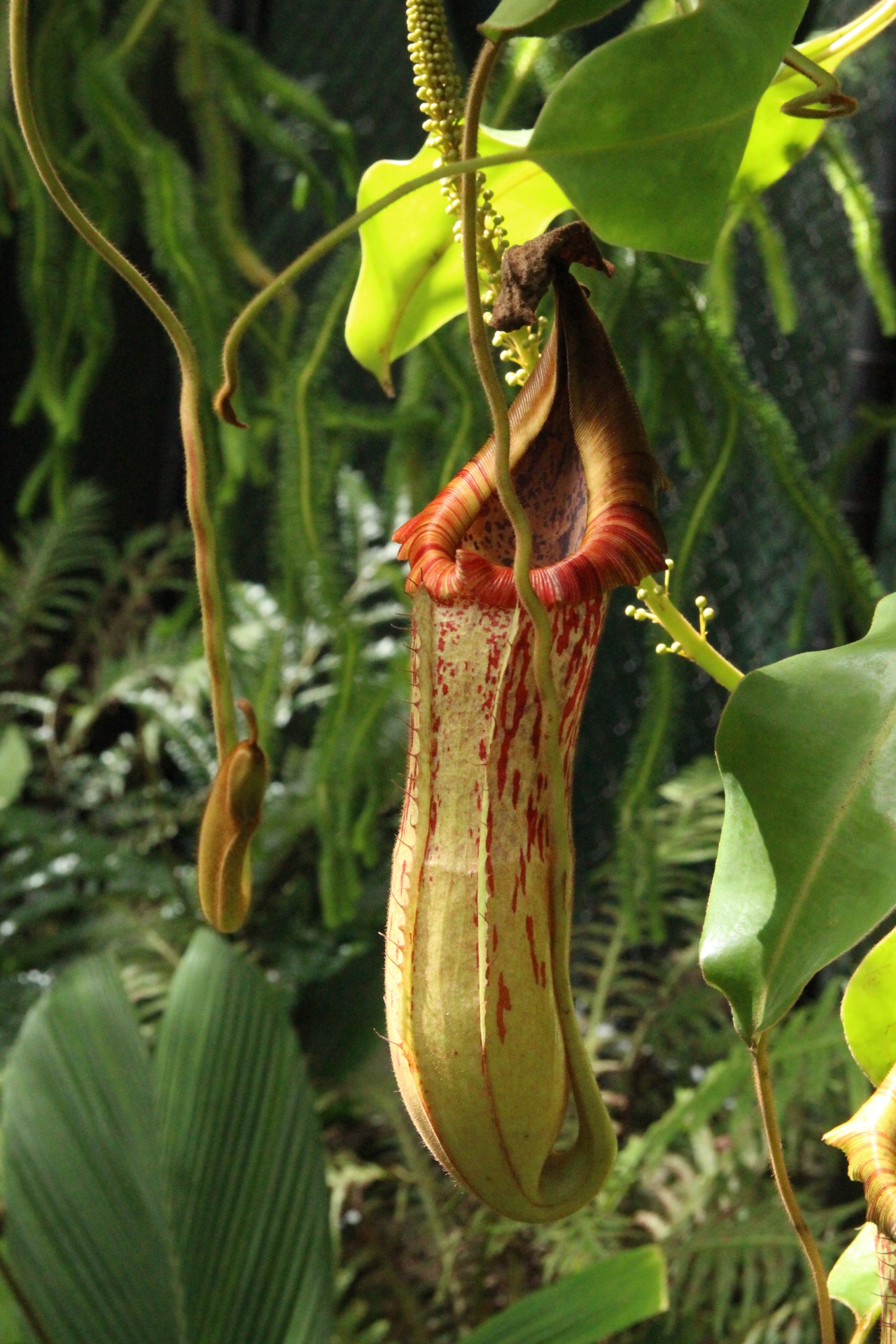 Nepenthes Tropical Pitcher Plant Plant Profile Oxley Nursery nepenthes-description-carnivorous-plant-pitcher-plant-species