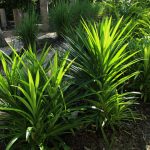 Edible Pandan (Pandanus amaryllifolius)