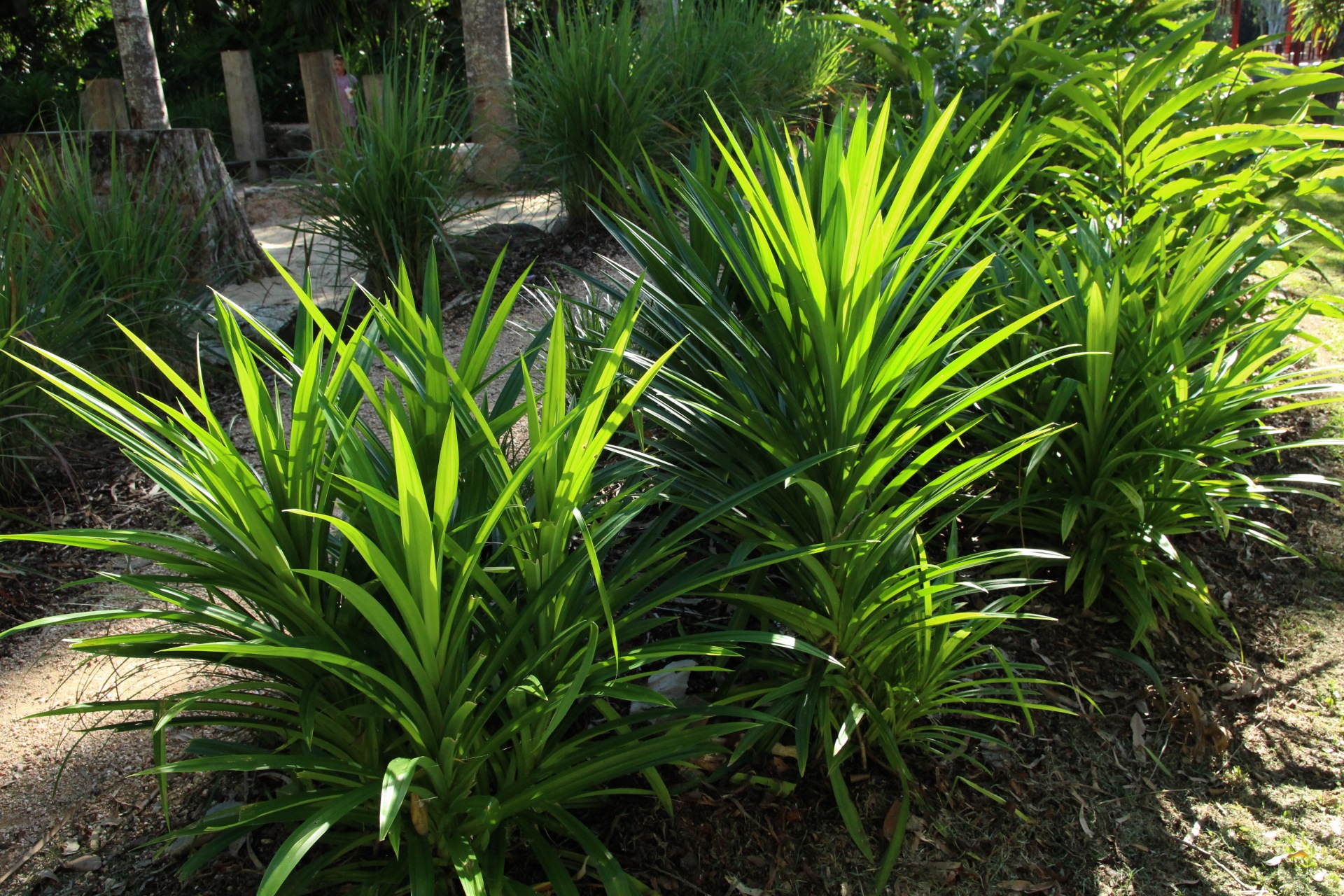 Rampe, Pandan Tree, Pandanus amaryllifolius