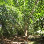 Redneck Palm (Dypsis leptocheilos)