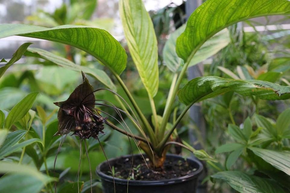 Black Bat Plant at Oxley Nursery