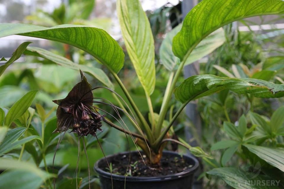 Black Bat Plant at Oxley Nursery