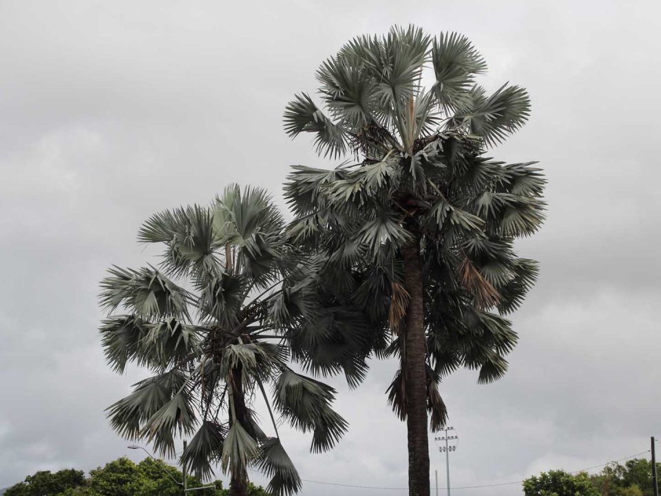 Redneck Palm Plant Profile Oxley Nursery, Brisbane