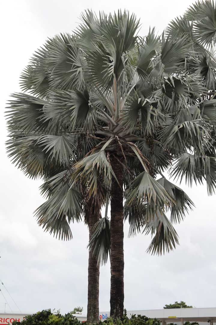 Bismarck Palm Tree Fertilizer | Cromalinsupport