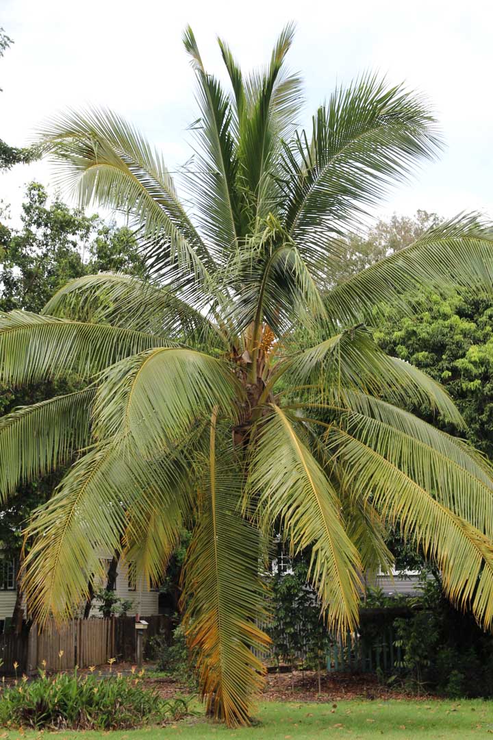 coconut-palm-11