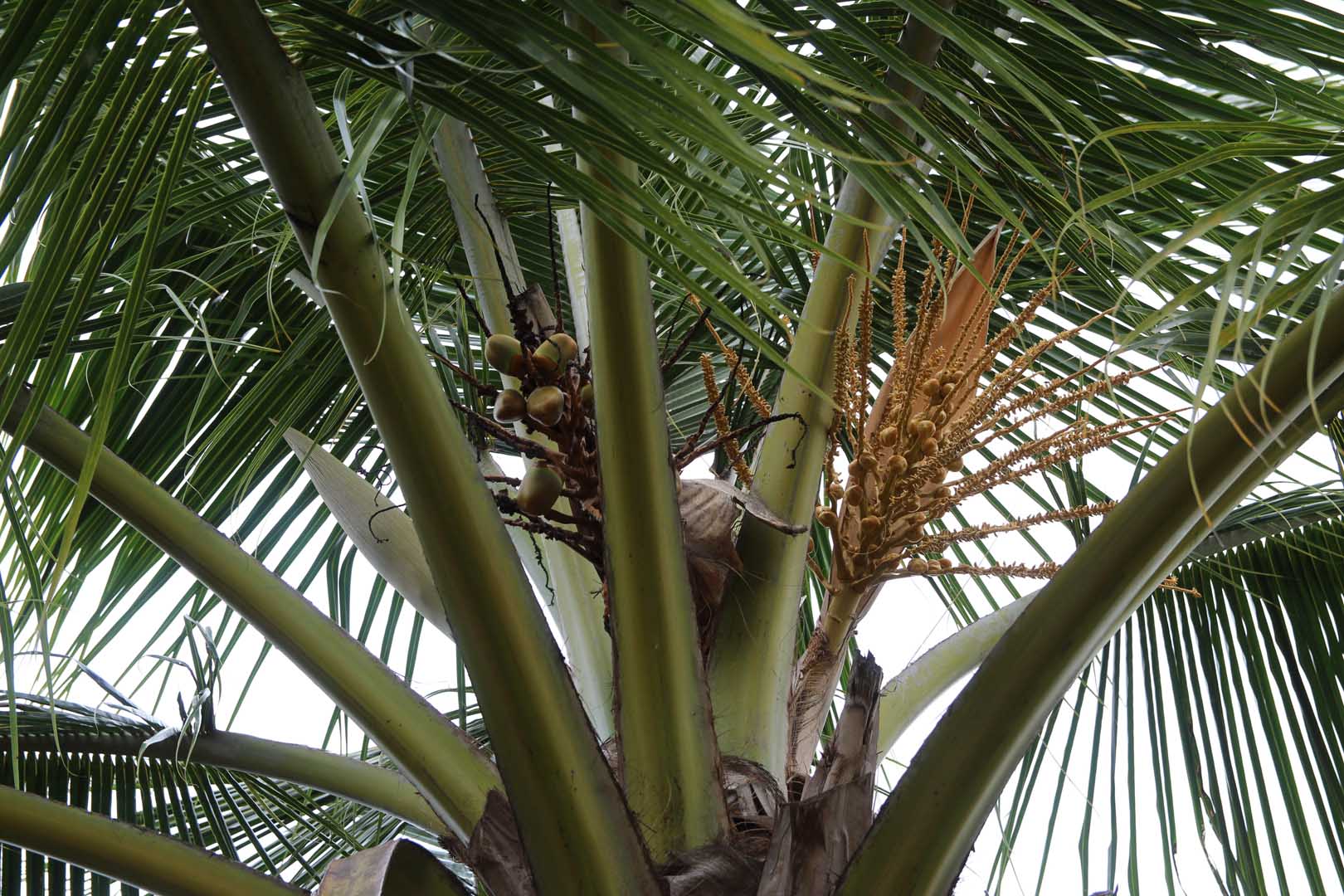 coconut-palm-12