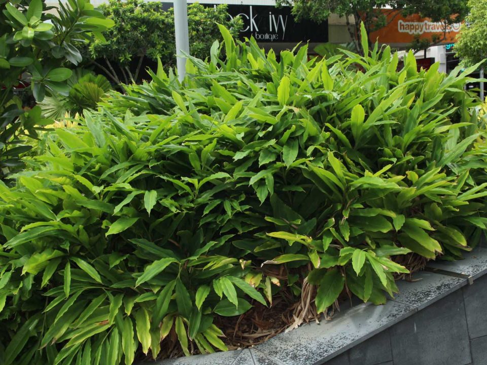Alpinia mutica growing in Cairns
