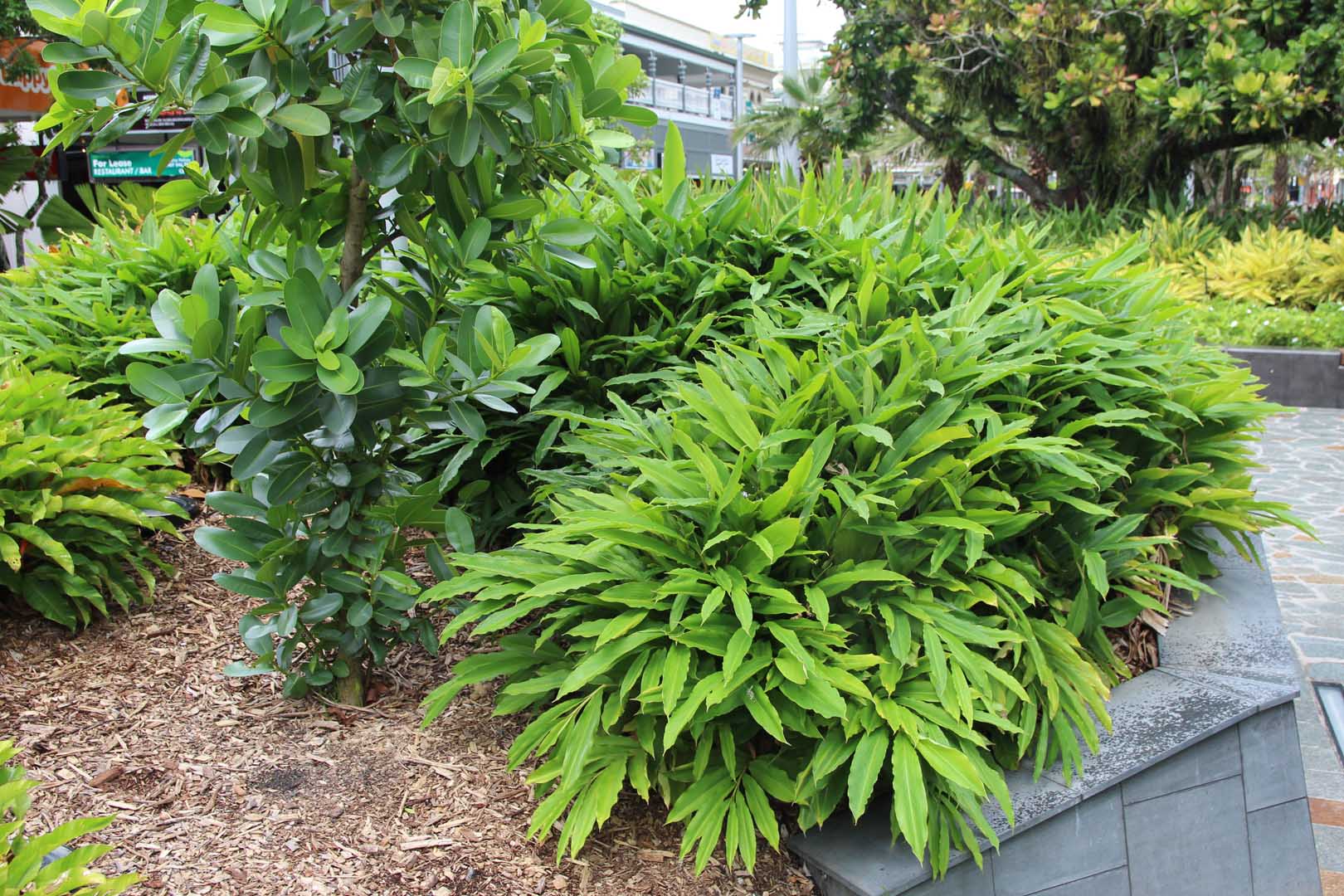 Alpinia mutica growing in Cairns