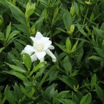 Cape Jasmine (Gardenia radicans)