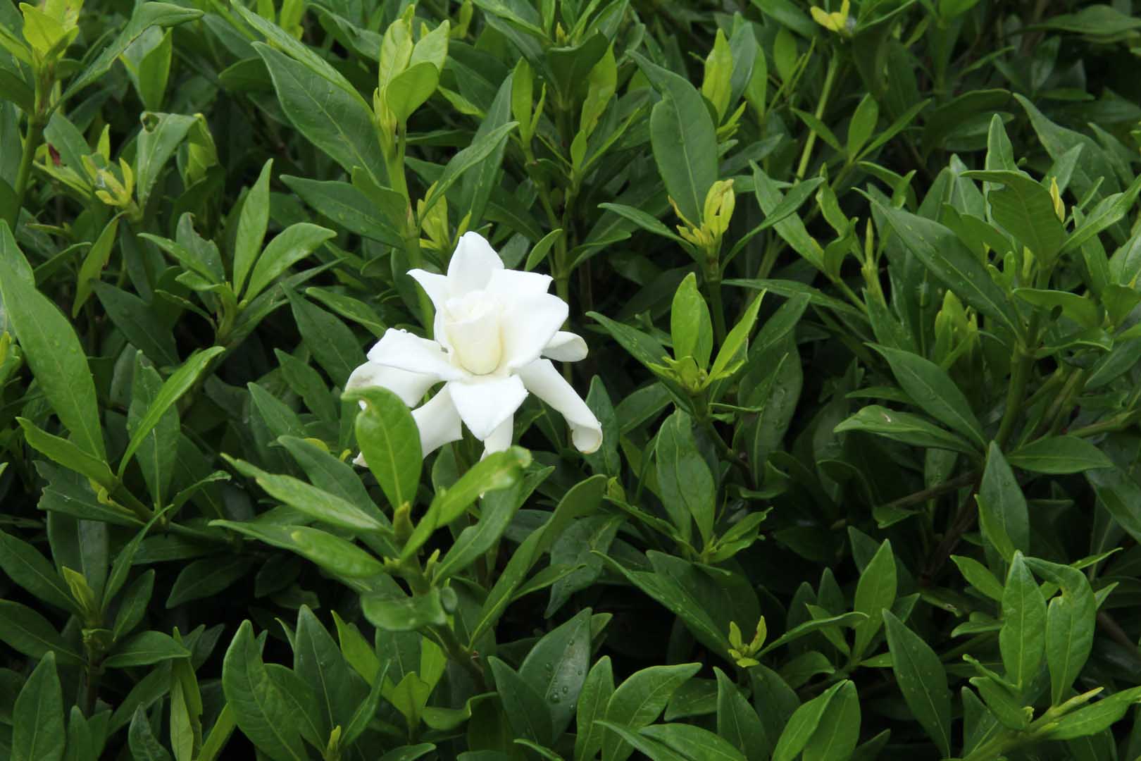 Cape Jasmine Gardenia Radicans Plant Profile Oxley Nursery