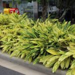 Variegated Shell Ginger (Alpinia zerumbet)