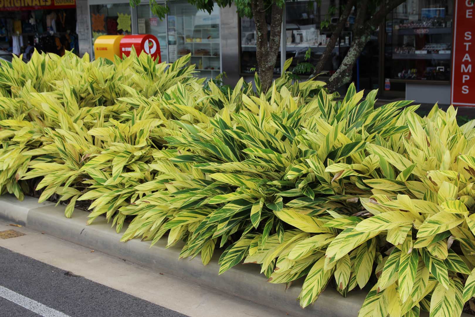 Shell Ginger Alpinia Zerumbet Plant Profile Oxley Nursery Brisbane Shell Ginger Alpinia Zerumbet Plant Profile Oxley Nursery Brisbane