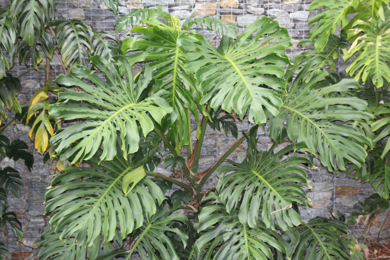 monstera-deliciosa-007