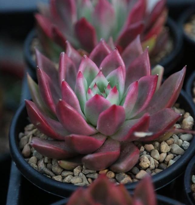 Echeveria agavoides 'Frank Reinelt'