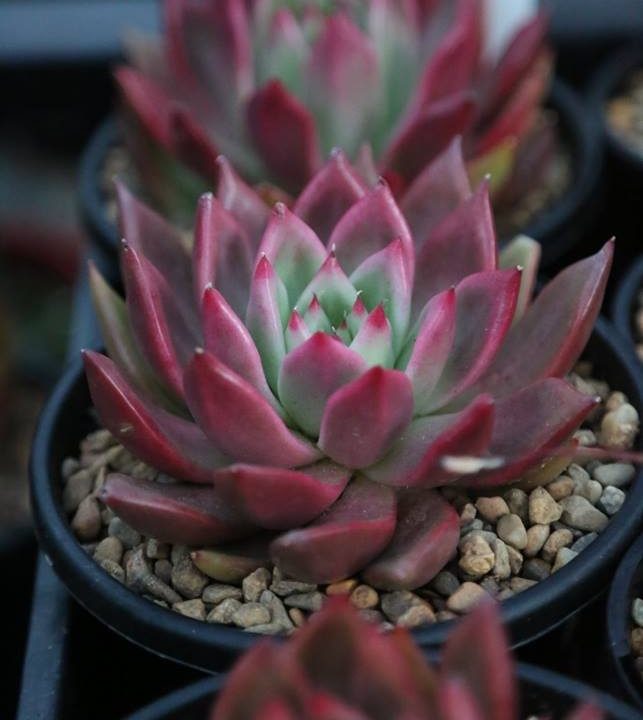 Echeveria agavoides 'Frank Reinelt'