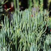 Narrow Chalk Sticks – Senecio cylindricus
