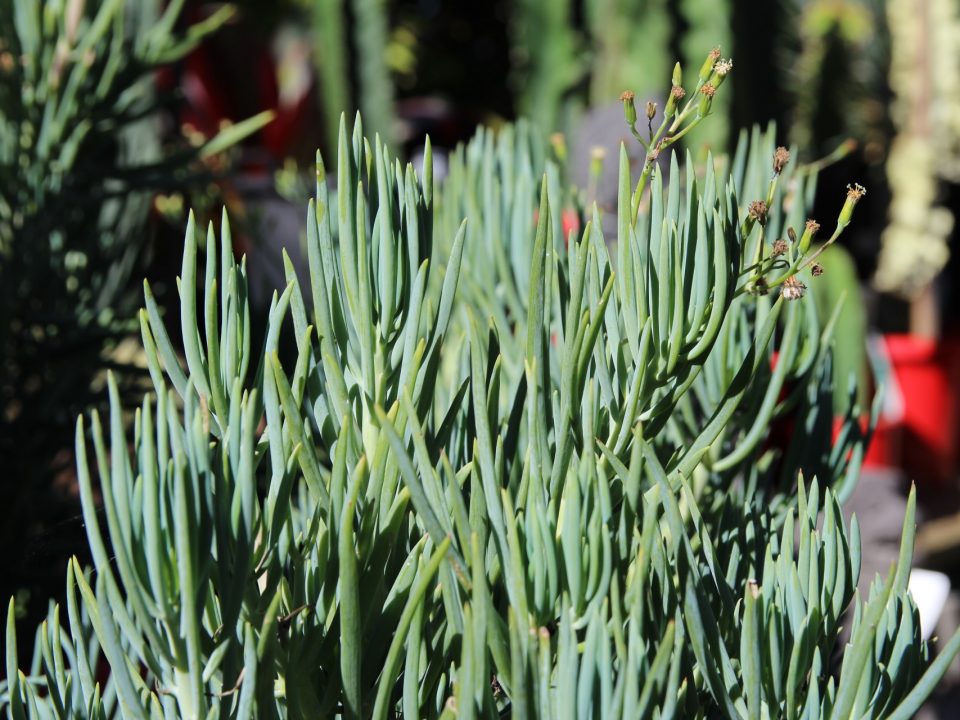 Chalk Sticks at Oxley Nursery