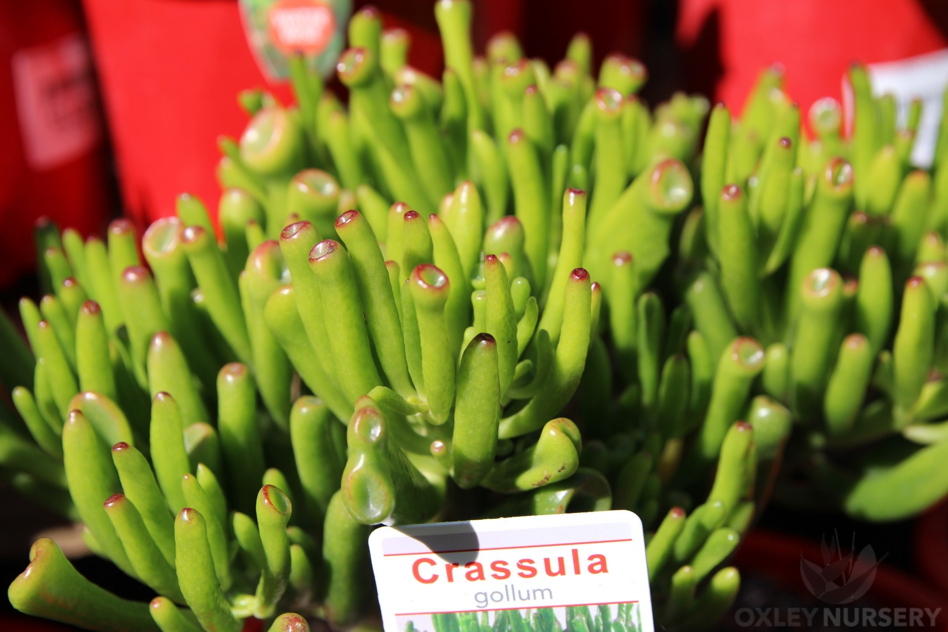 Crassula Gollum at Oxley Nursery