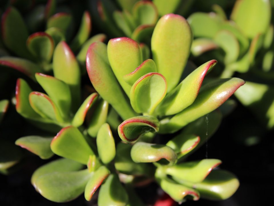 Crassula minima at Oxley Nursery