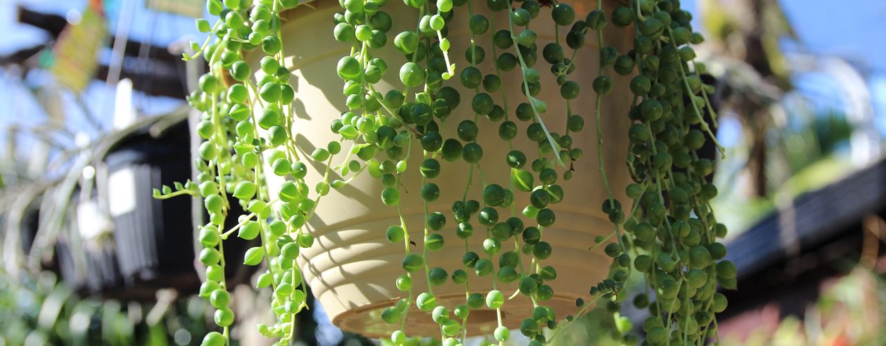 String of Pearls basket at Oxley Nursery
