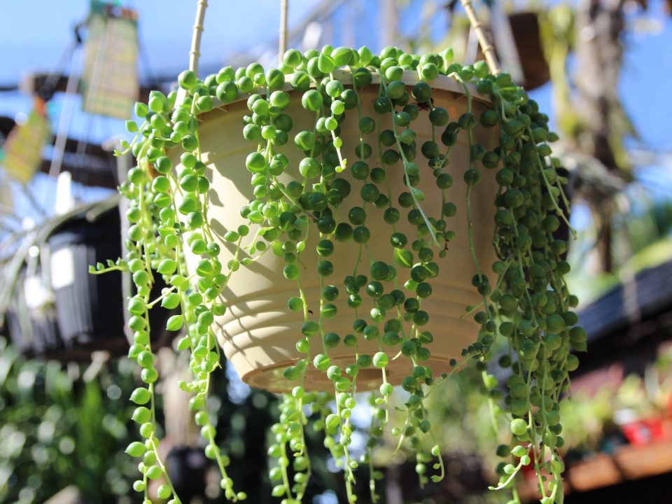 String of Pearls basket at Oxley Nursery