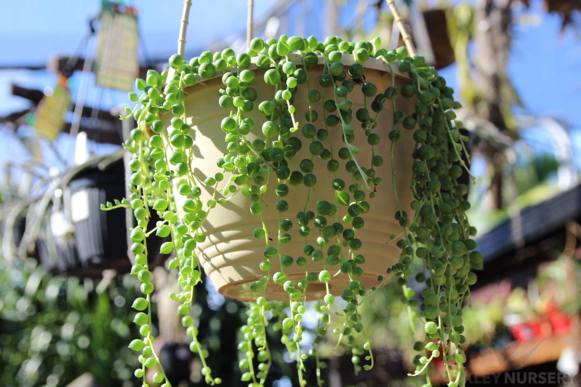 String of Pearls basket at Oxley Nursery