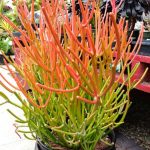 Firesticks – Euphorbia tirucalli