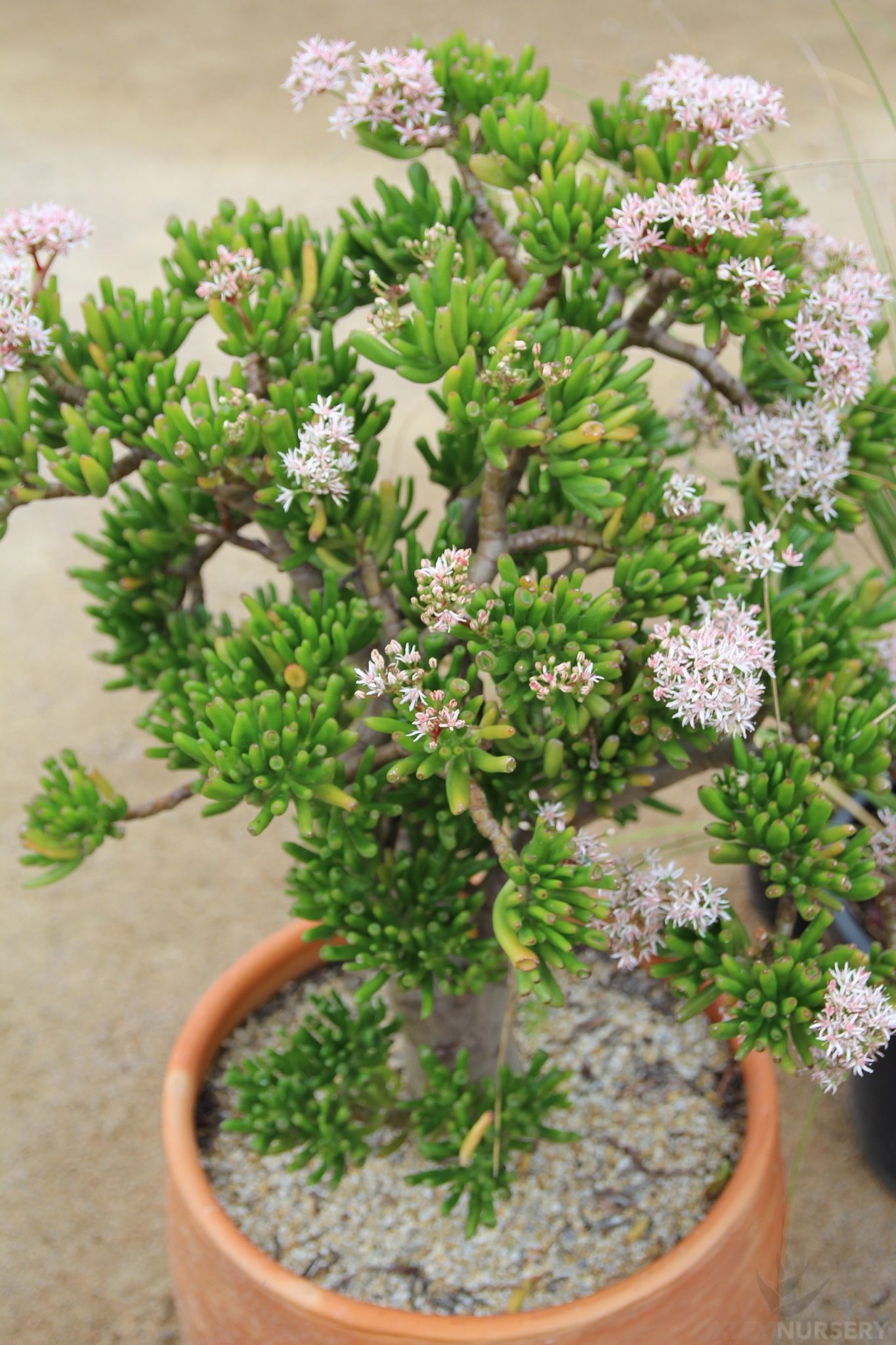 Crassula Gollum in bloom