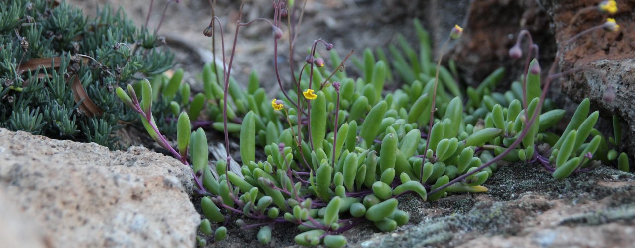 Othonno growing in crack