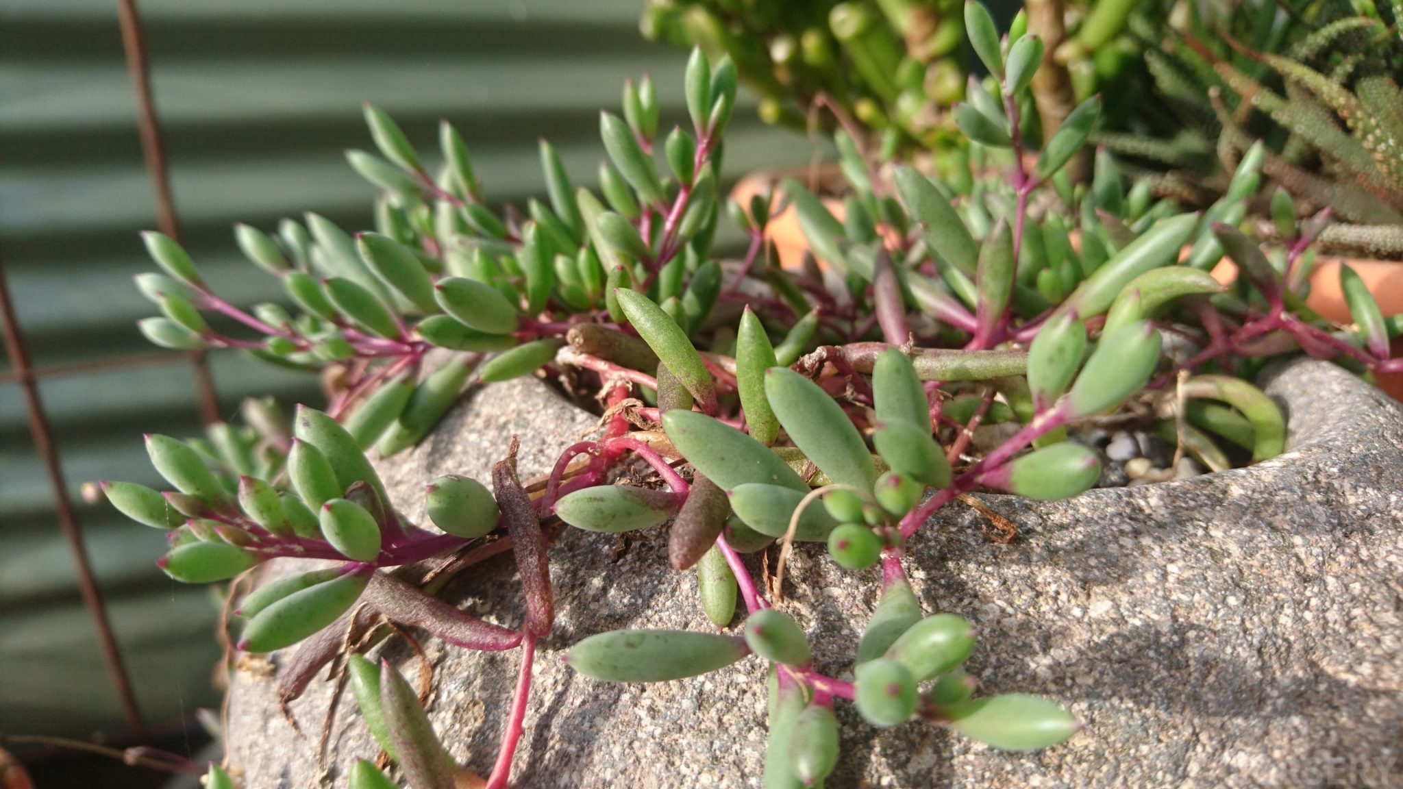 How To Grow And Care For A Ruby Necklace Succulent