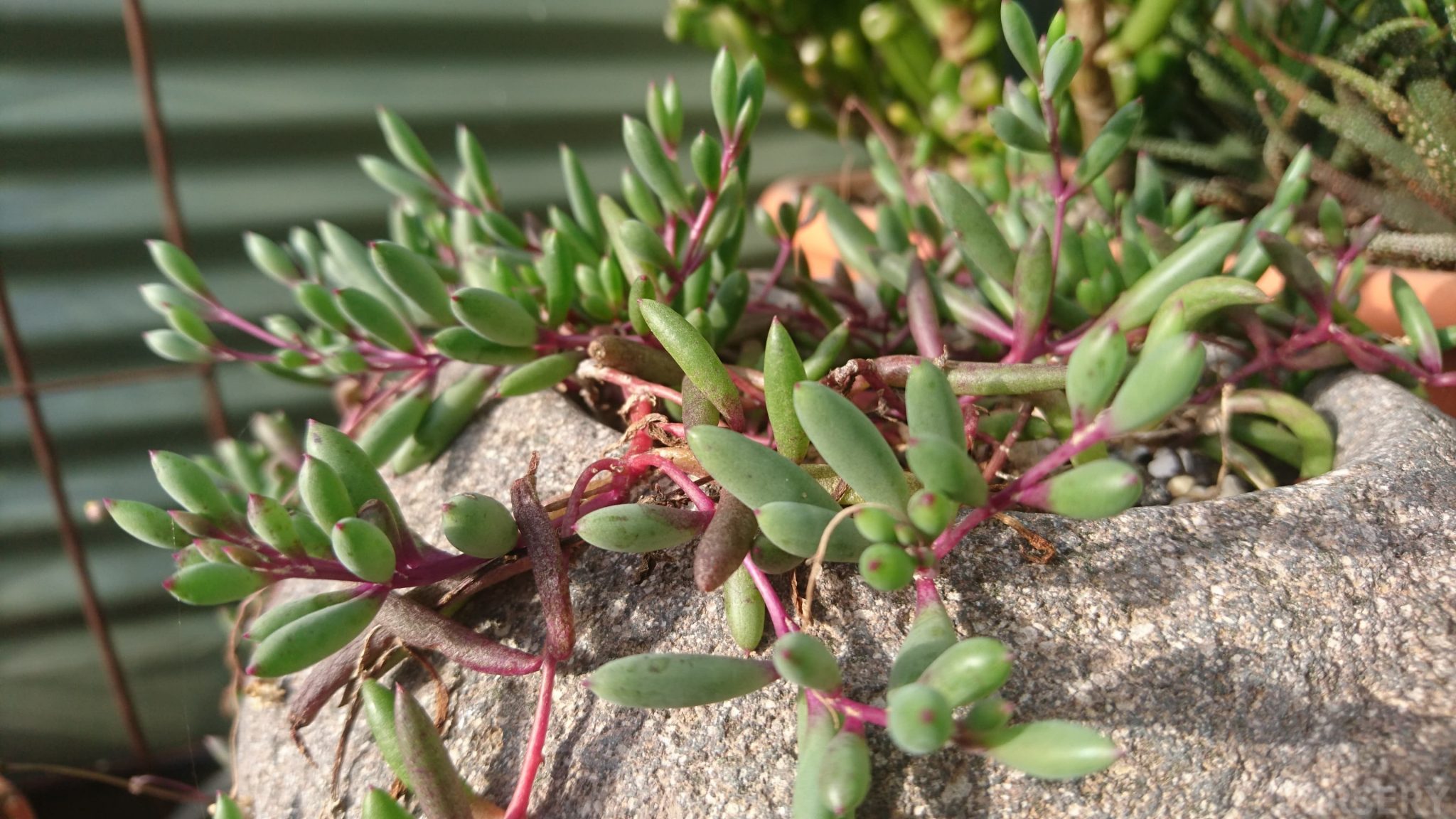 Othonna in rock pot