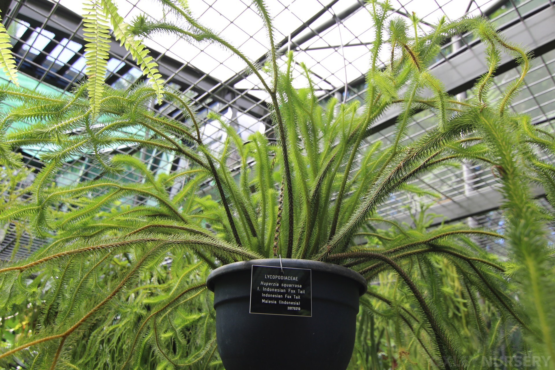 Tassel Fern at Cairns Botanic Gardens