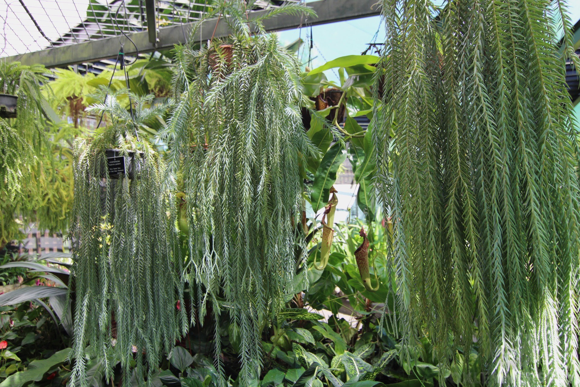 Tassel Fern at Cairns Botanic Gardens