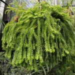 Tassel Fern (Huperzia spp.)