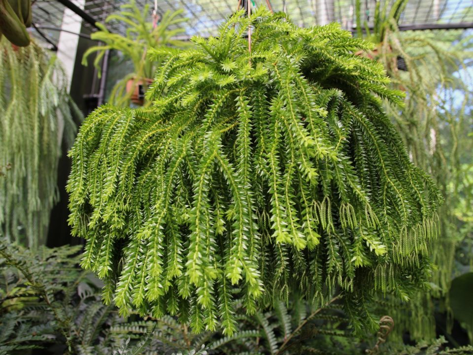 Tassel Fern at Cairns Botanic Gardens