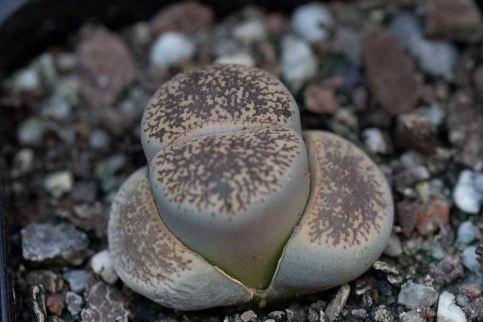 lithops-002