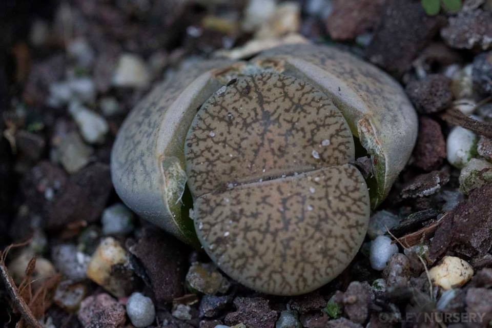 lithops-005