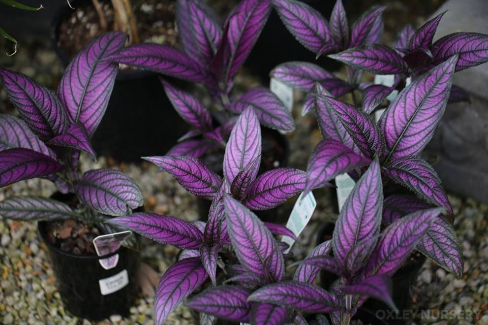 Persian Shield Strobilanthes