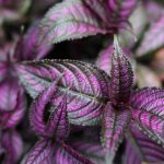 Persian Shield