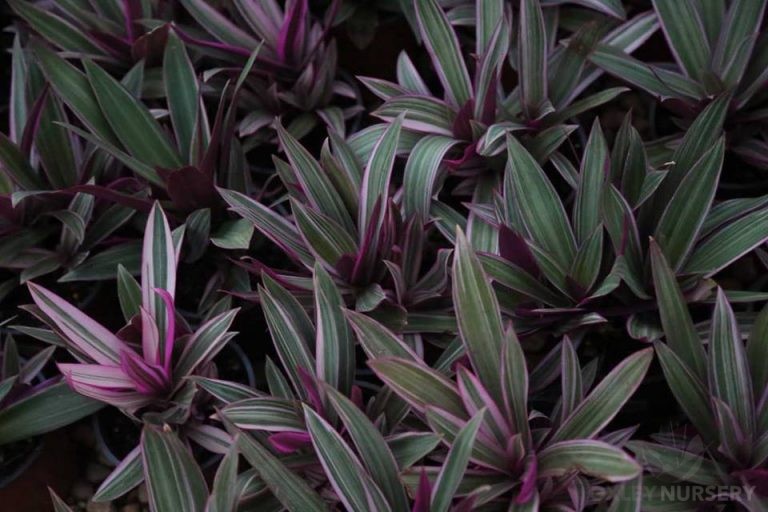 Rhoeo Tradescantia spathacea Plant Profile Oxley Nursery