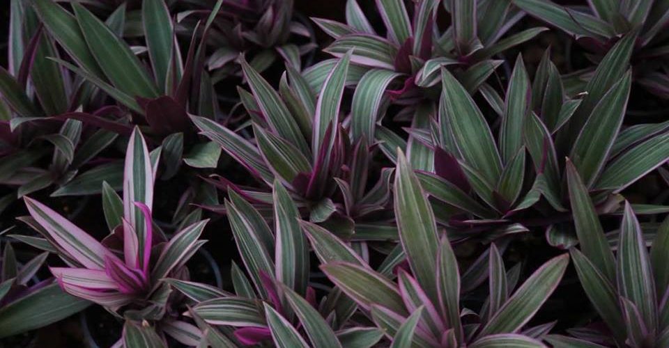 Rhoeo Stripe-Me-Pink