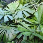 North QLD Fan Palm (Licuala ramsayi)