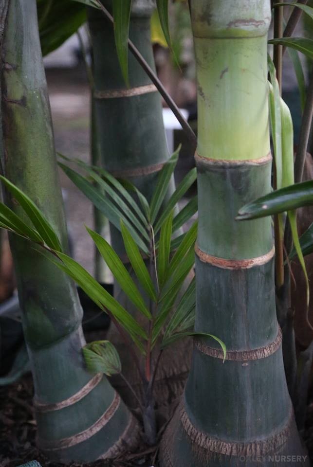 dypsis-cabadae-003