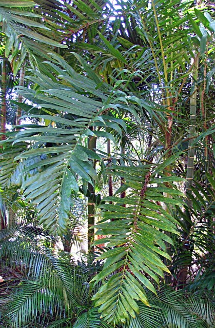 dypsis-lanceolata-001