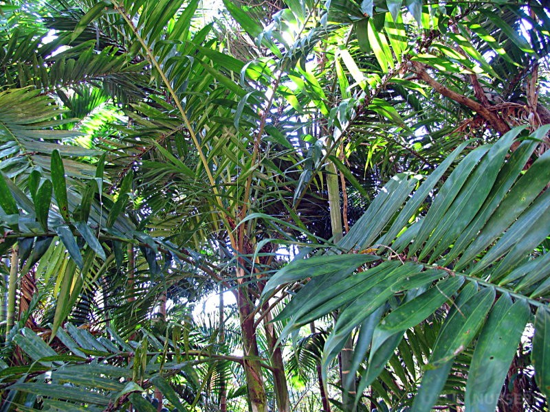 dypsis-lanceolata-002