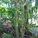 Ivovowo Palm (Dypsis lanceolata)