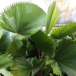 Elegant Fan Palm (Licuala elegans)